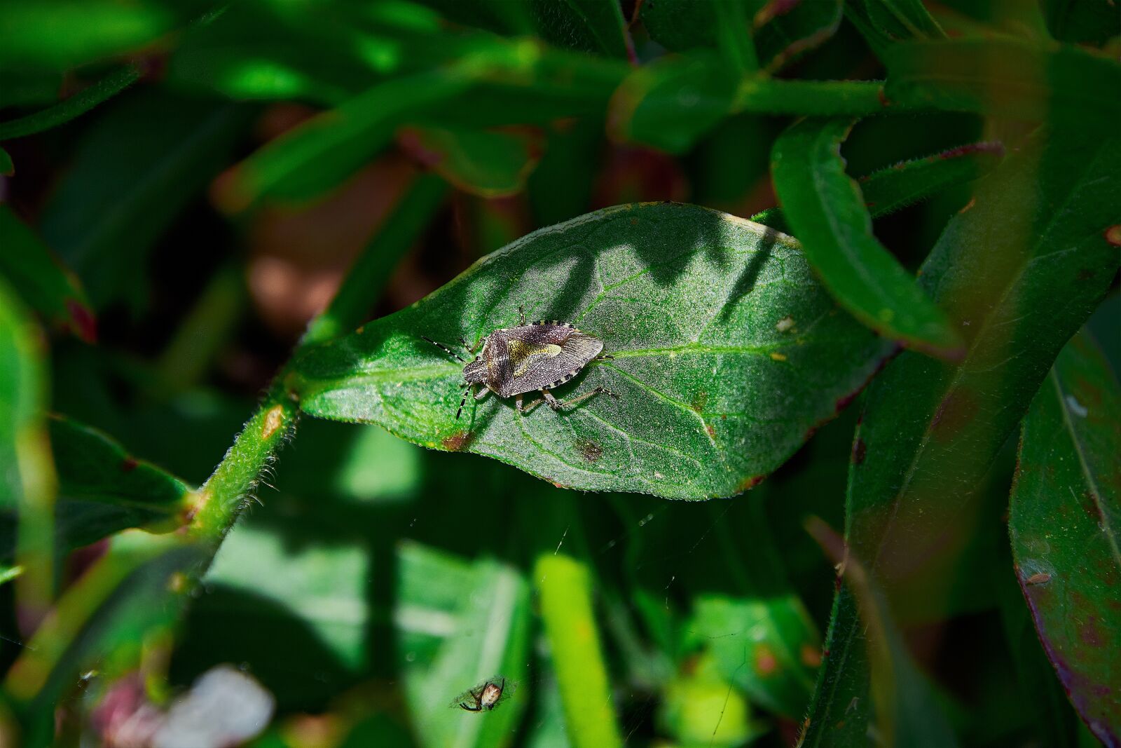 Nikon D7200 sample photo. Leaves, insects, nature photography