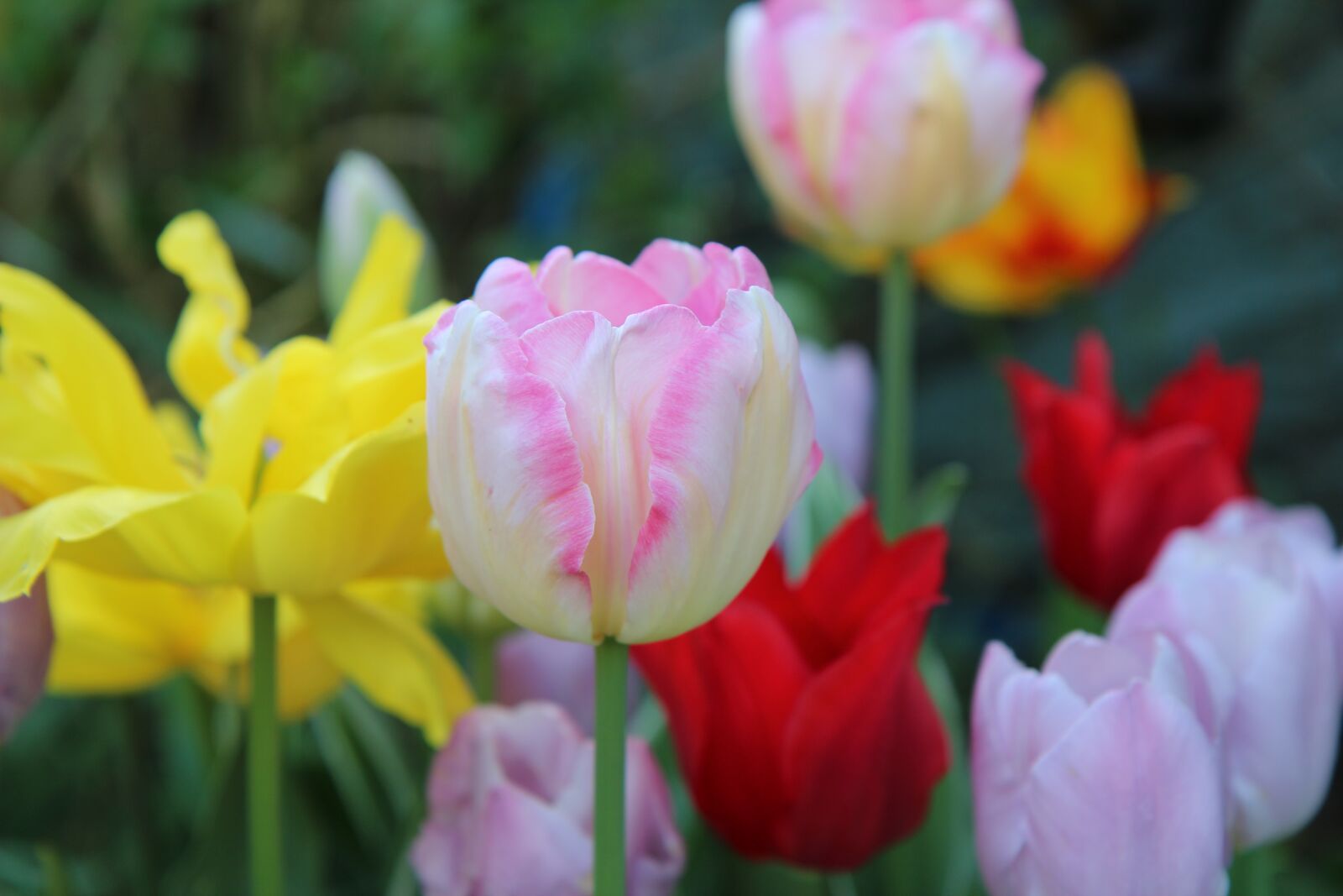 Canon EOS 600D (Rebel EOS T3i / EOS Kiss X5) sample photo. Tulip, pink tulip, tulip photography