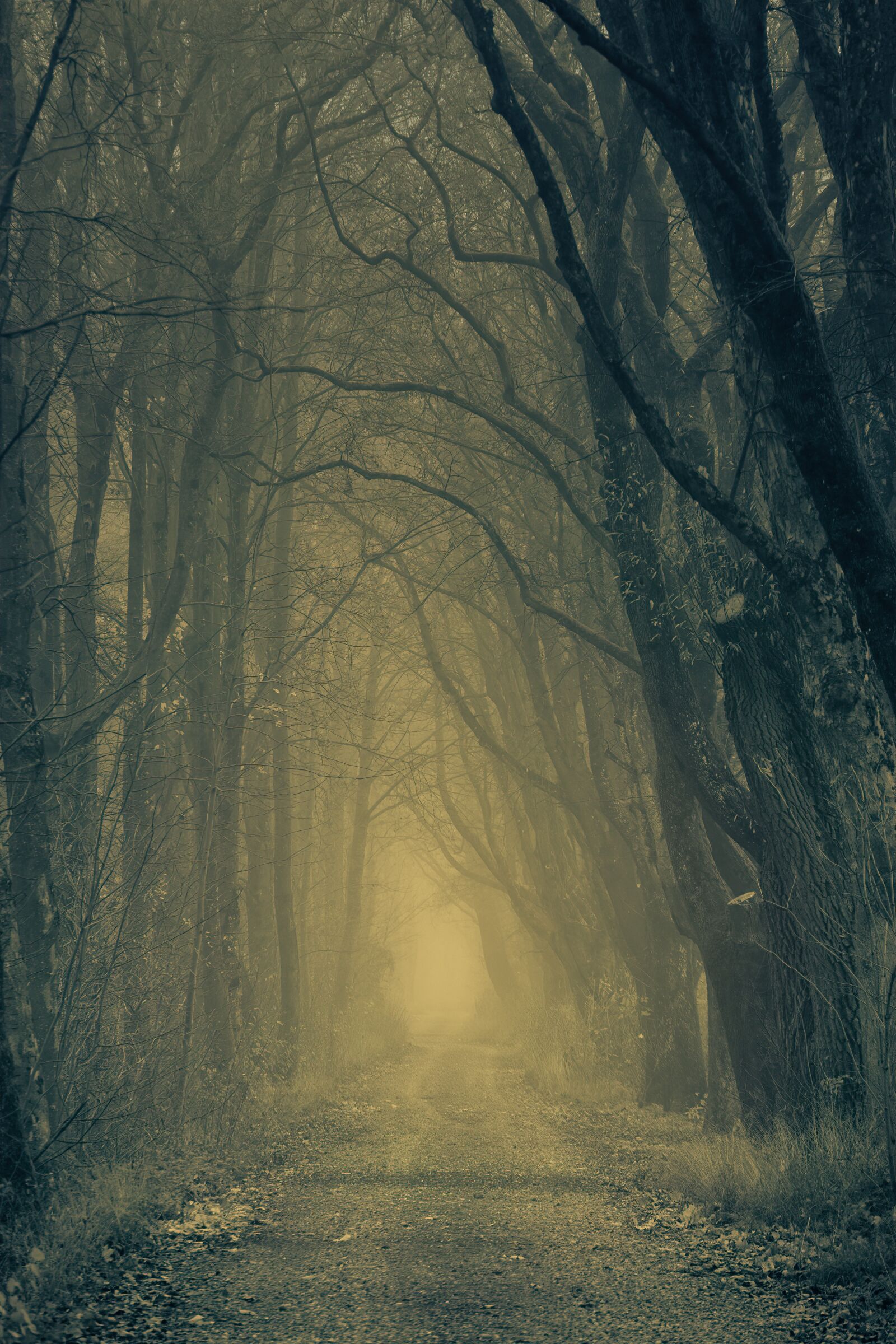 Sony a7 II + Sony FE 24-240mm F3.5-6.3 OSS sample photo. Secret, forest, darkness photography