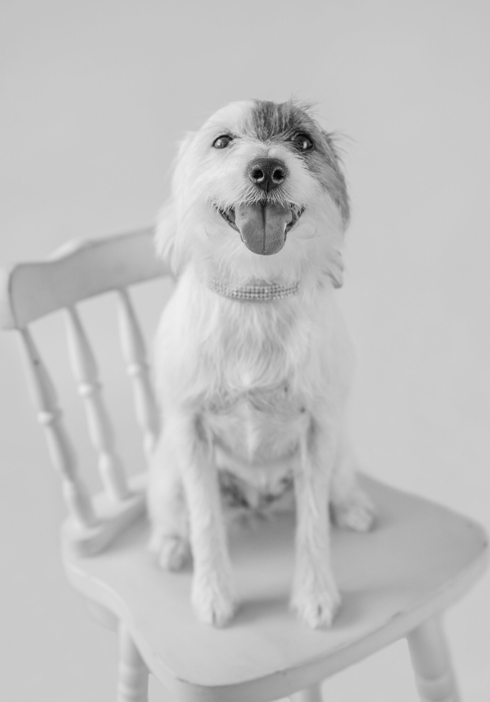 Nikon D750 sample photo. Dog, pet, portrait photography