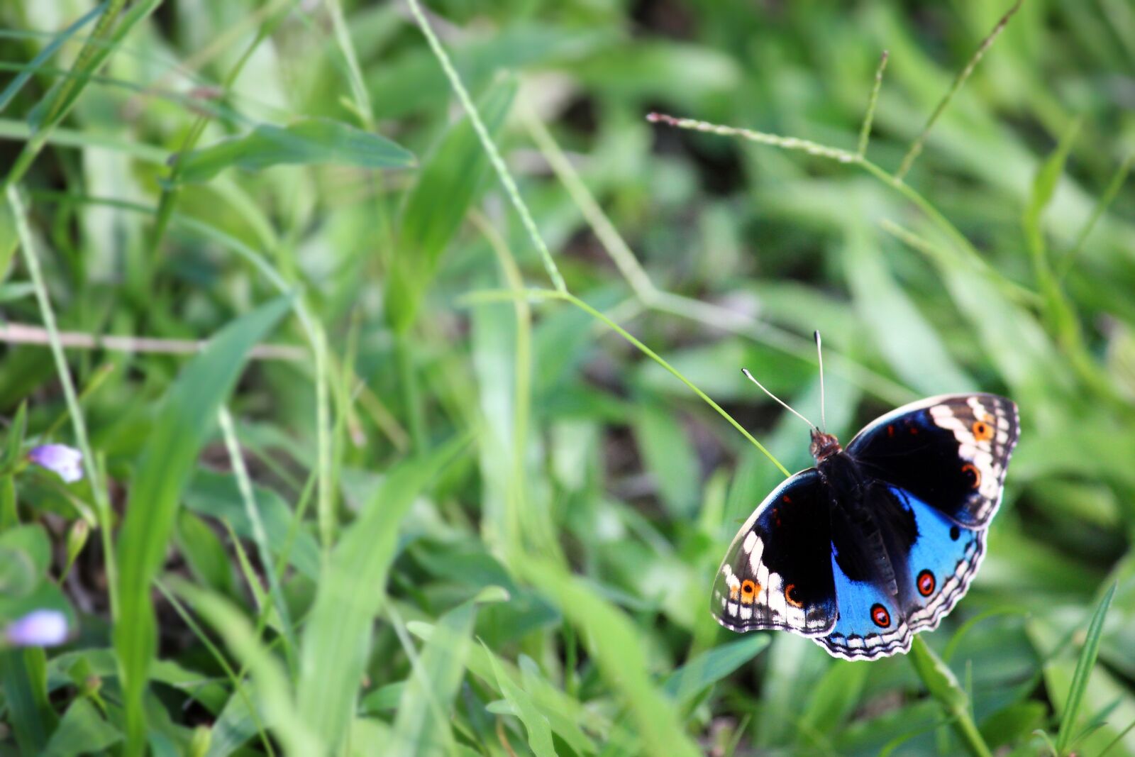 Canon EOS 600D (Rebel EOS T3i / EOS Kiss X5) sample photo. Butterfly, macro, insect photography