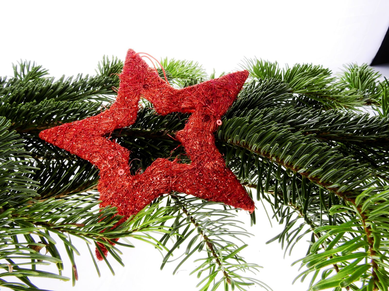 Nikon Coolpix P900 sample photo. Fir tree, conifer, christmas photography