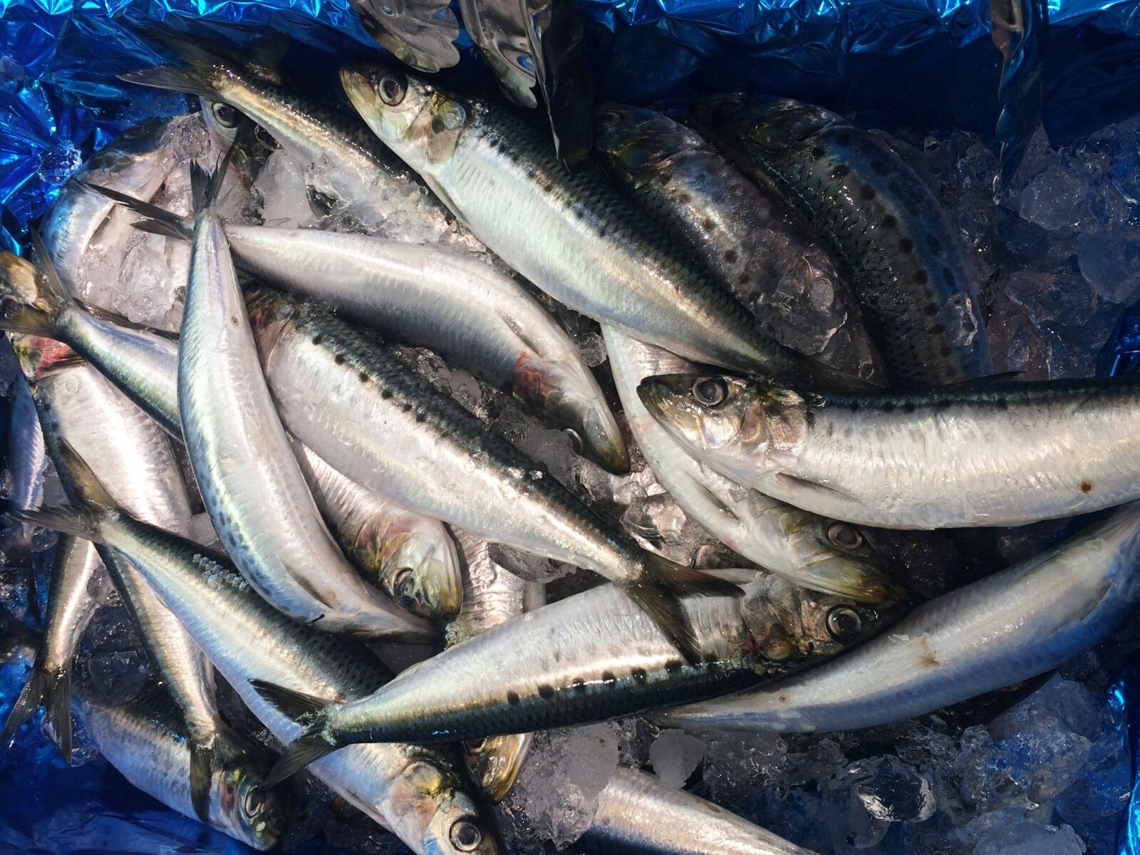iPhone 5s back camera 4.15mm f/2.2 sample photo. Sardines, sardine, ice photography