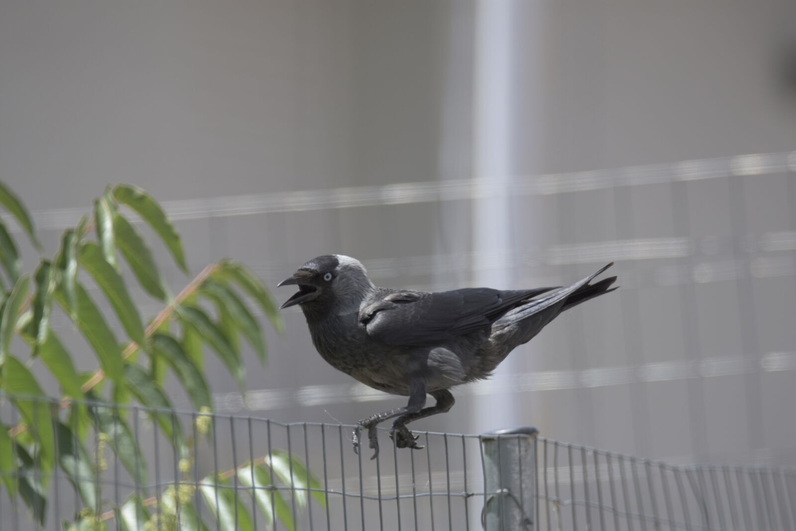 Nikon D7200 sample photo. Corvus cornix, play, bird photography
