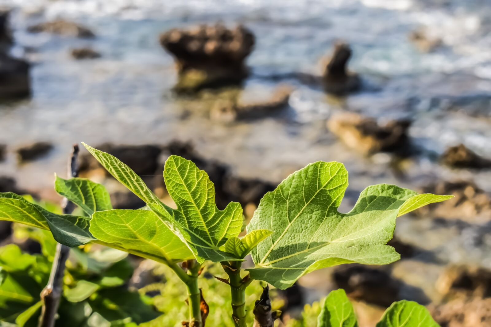 Nikon D3300 sample photo. Fig tree, leaf, nature photography