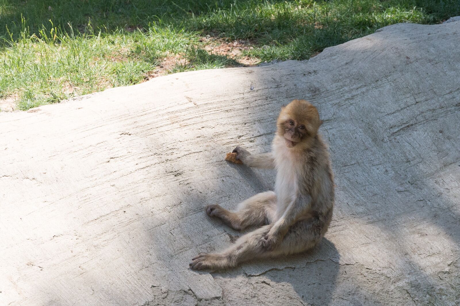 Nikon D7200 sample photo. Monkey, animal, zoo photography