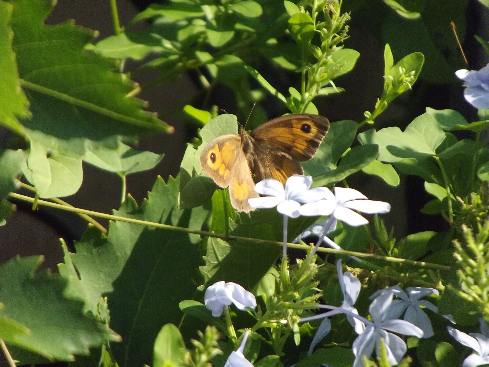 Fujifilm FinePix S2995 sample photo. Butterfly, flower, insect, wings photography