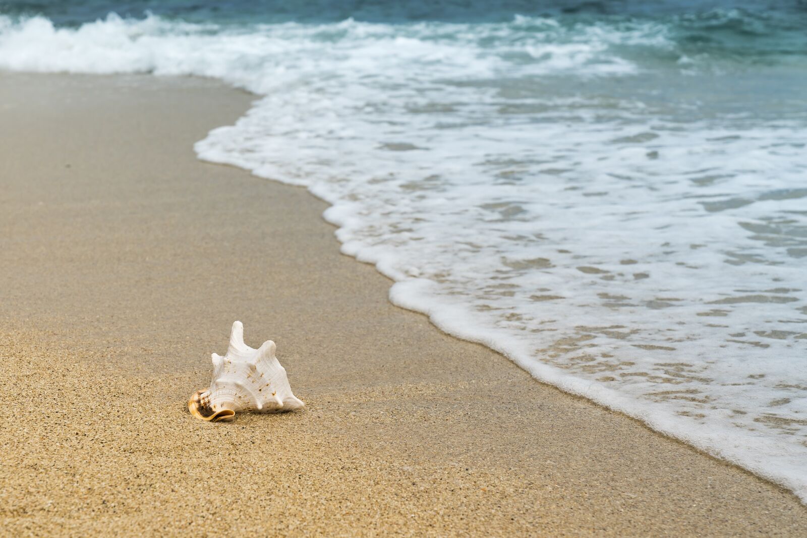 Sony a7R II + Sony FE 24-70mm F2.8 GM sample photo. Shellfish, mussel, sand photography
