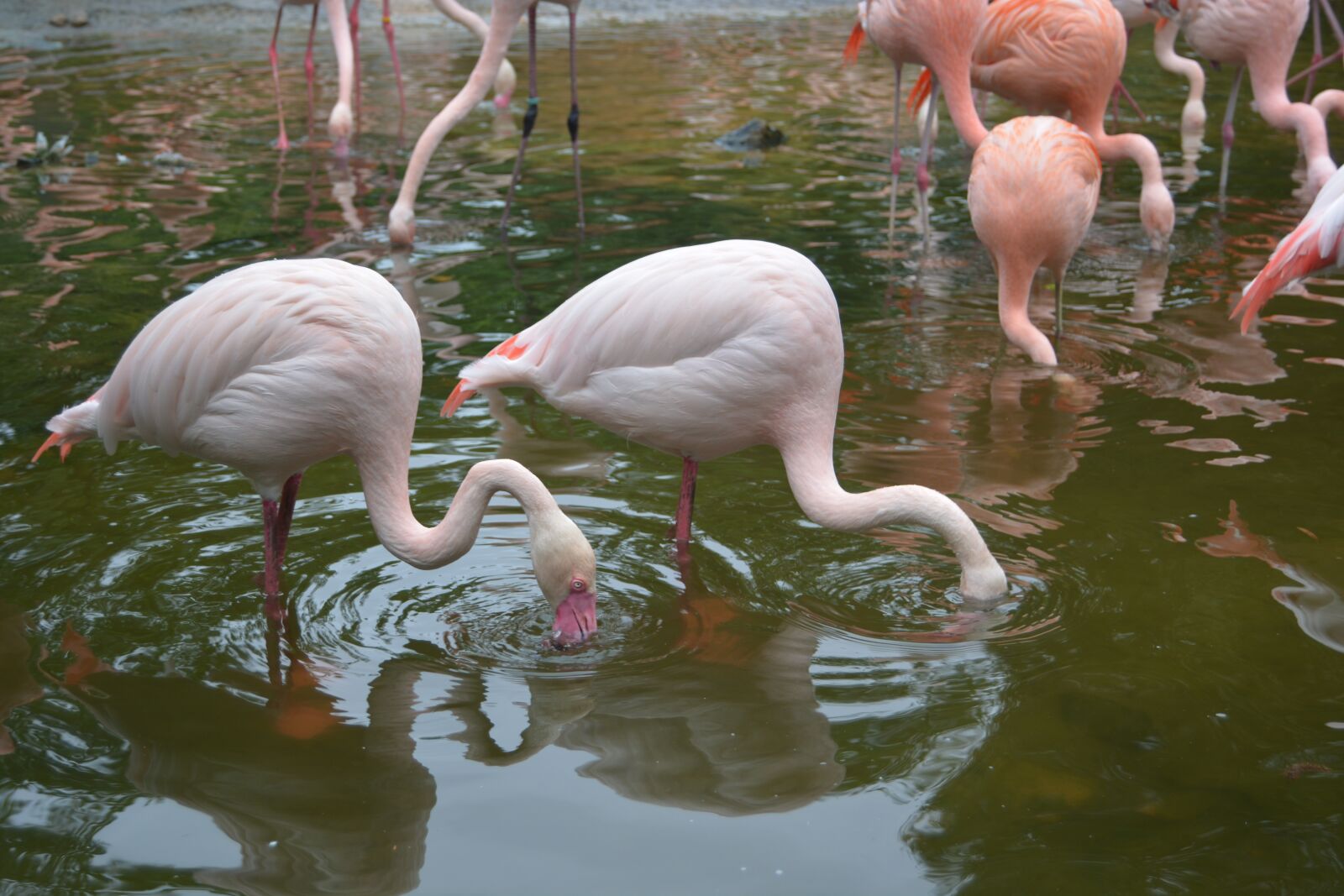 Nikon D5200 sample photo. Flamingo, water, pink photography