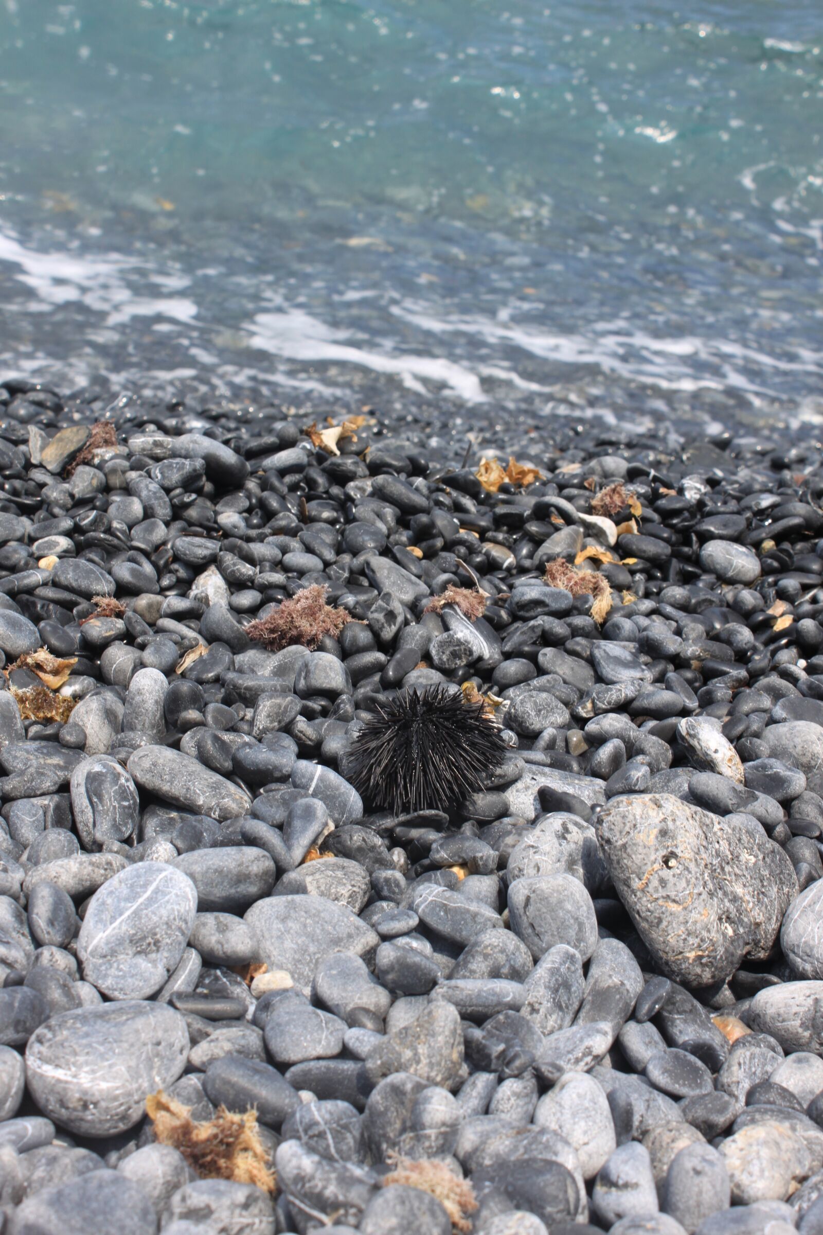 Canon EOS 500D (EOS Rebel T1i / EOS Kiss X3) sample photo. Sea urchin, beach, sea photography