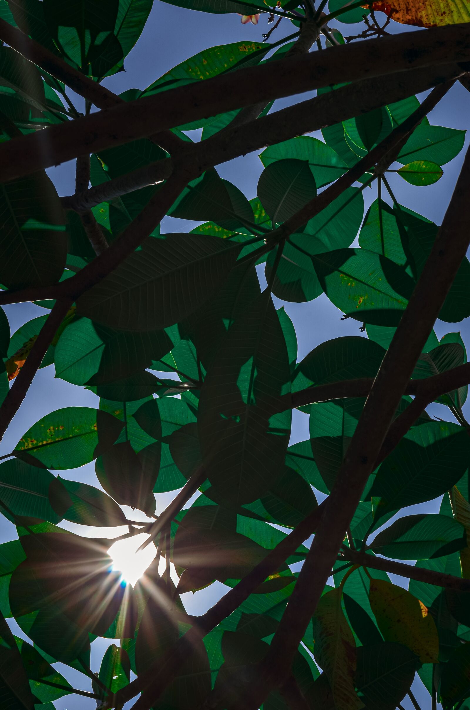 Nikon D5100 sample photo. Green, shine, glare photography