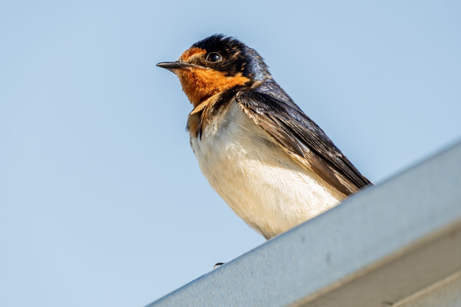 Sony E 70-350mm F4.5-6.3 G OSS sample photo. Barn swallow, fledgling swallow photography