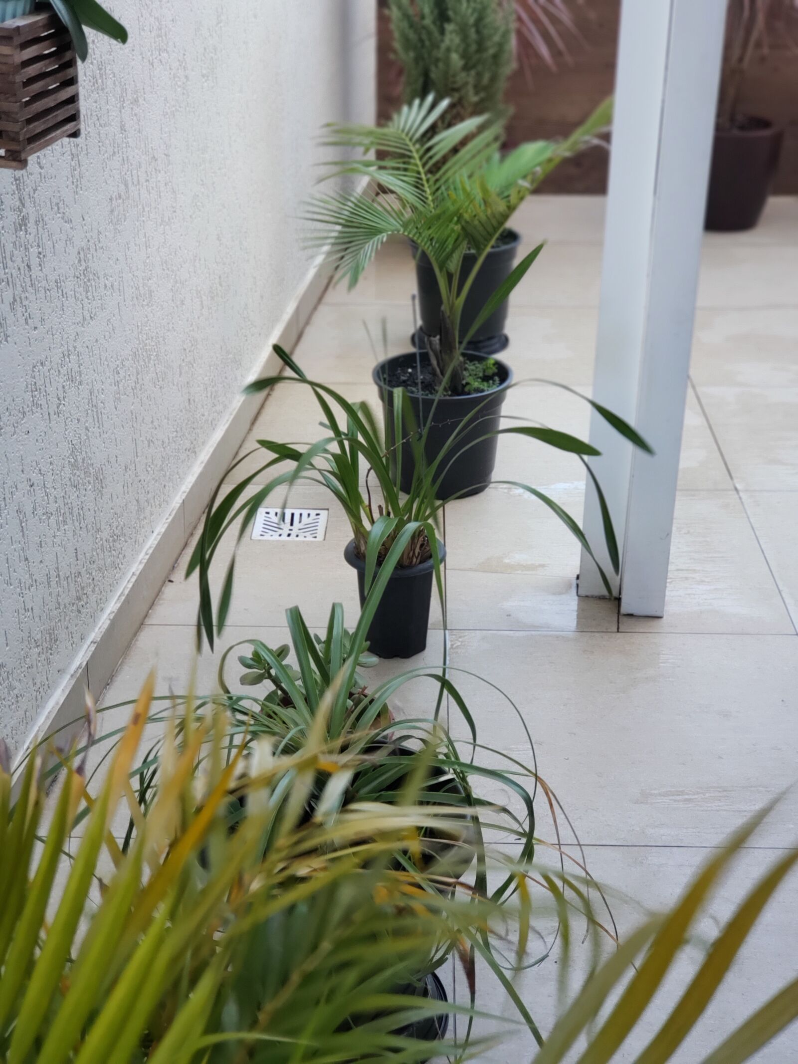 Samsung Galaxy S9+ sample photo. Planta, natureza, plants photography