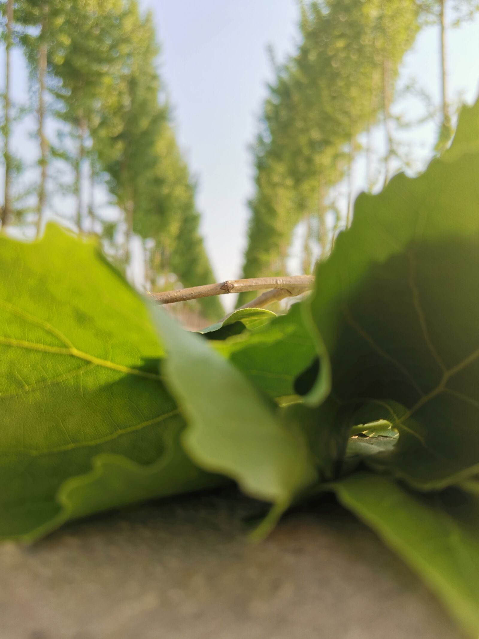 HUAWEI YAL-AL00 sample photo. The leaves, modeling, road photography