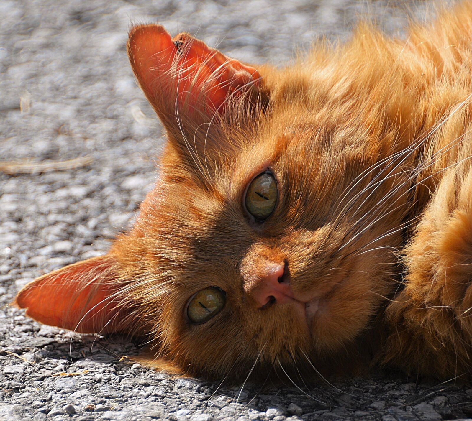 Nikon D610 sample photo. Cat, cat portrait, close photography