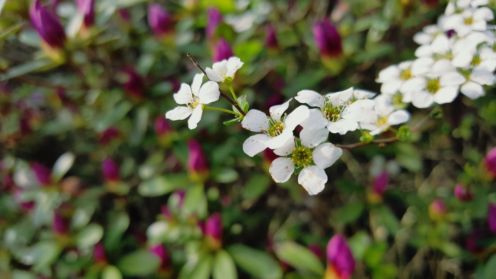 Samsung Galaxy Note5 sample photo. Spring, flowers, flower photography