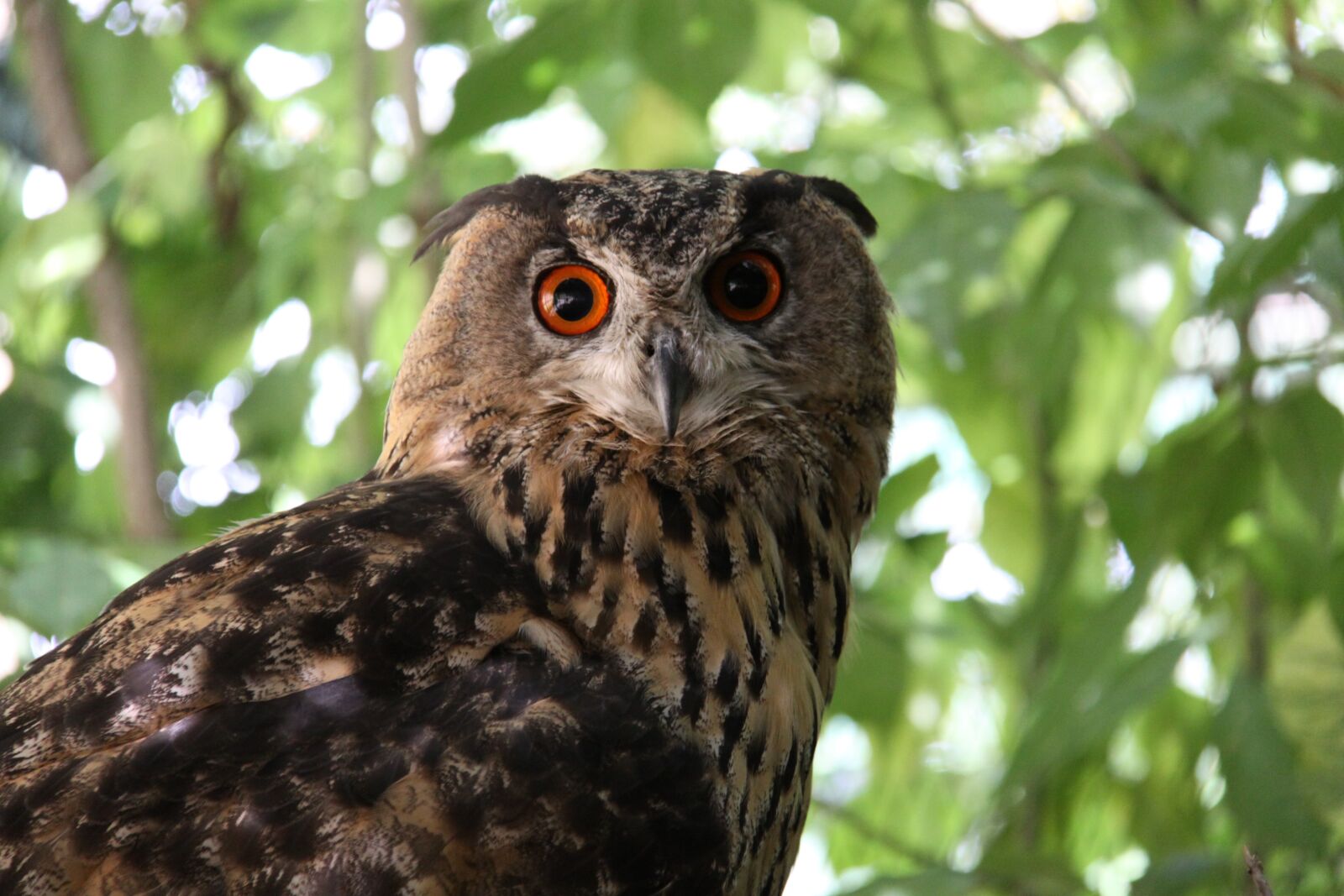 Canon EOS 50D sample photo. Eagle owl, owl, bird photography