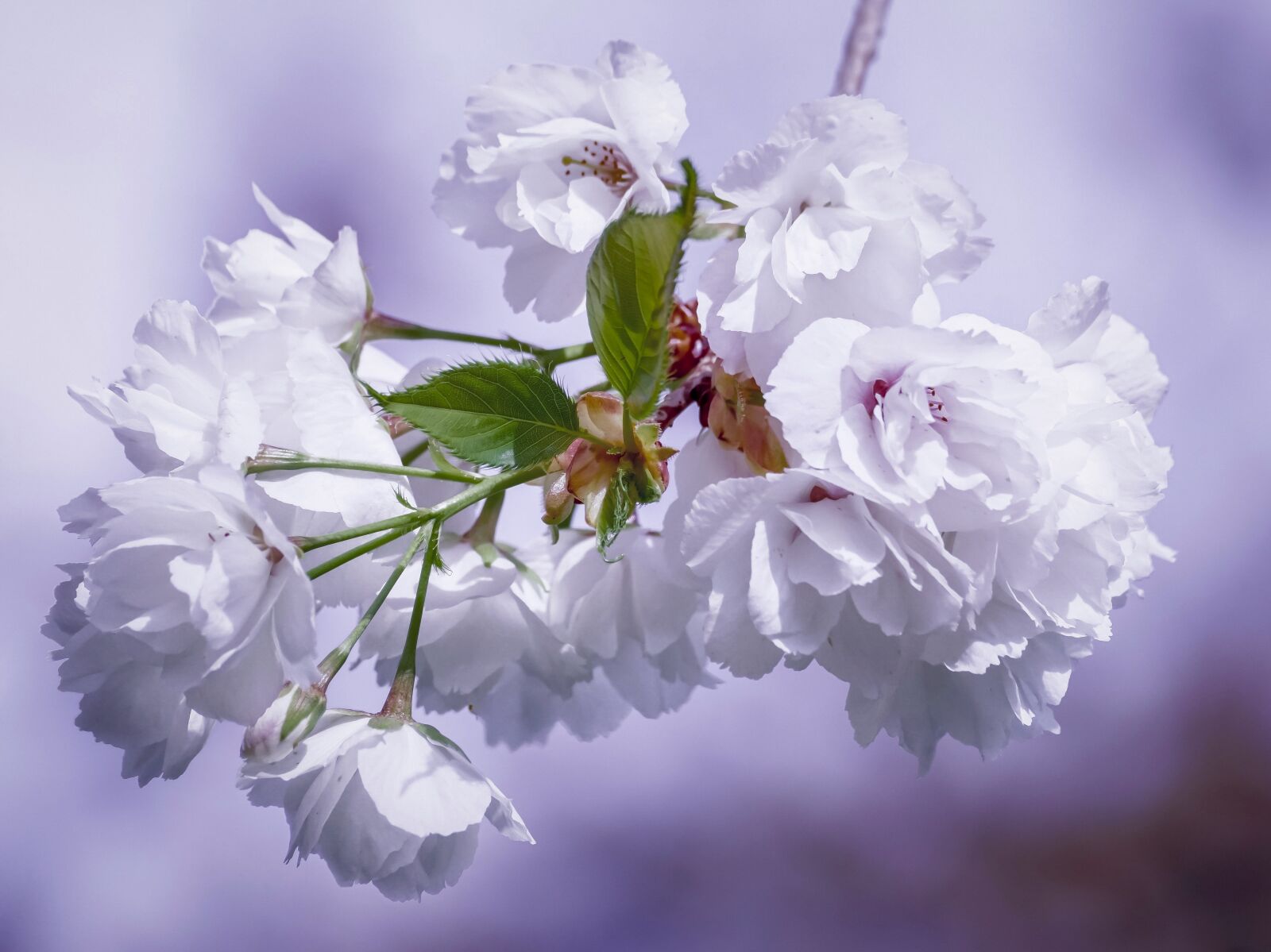 Sony DT 55-300mm F4.5-5.6 SAM sample photo. Cherry blossoms, flowers, ornamental photography
