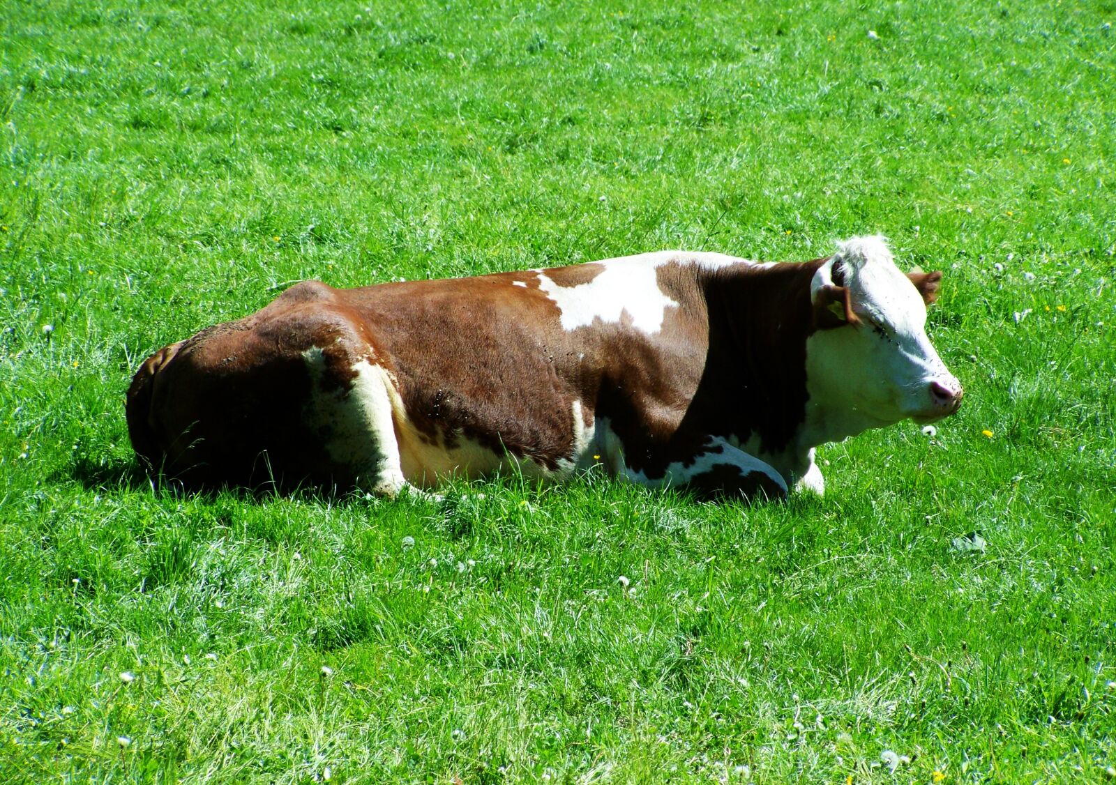 Kodak EASYSHARE ZD710 ZOOM DIGITAL CAMERA sample photo. Brown and white cow photography