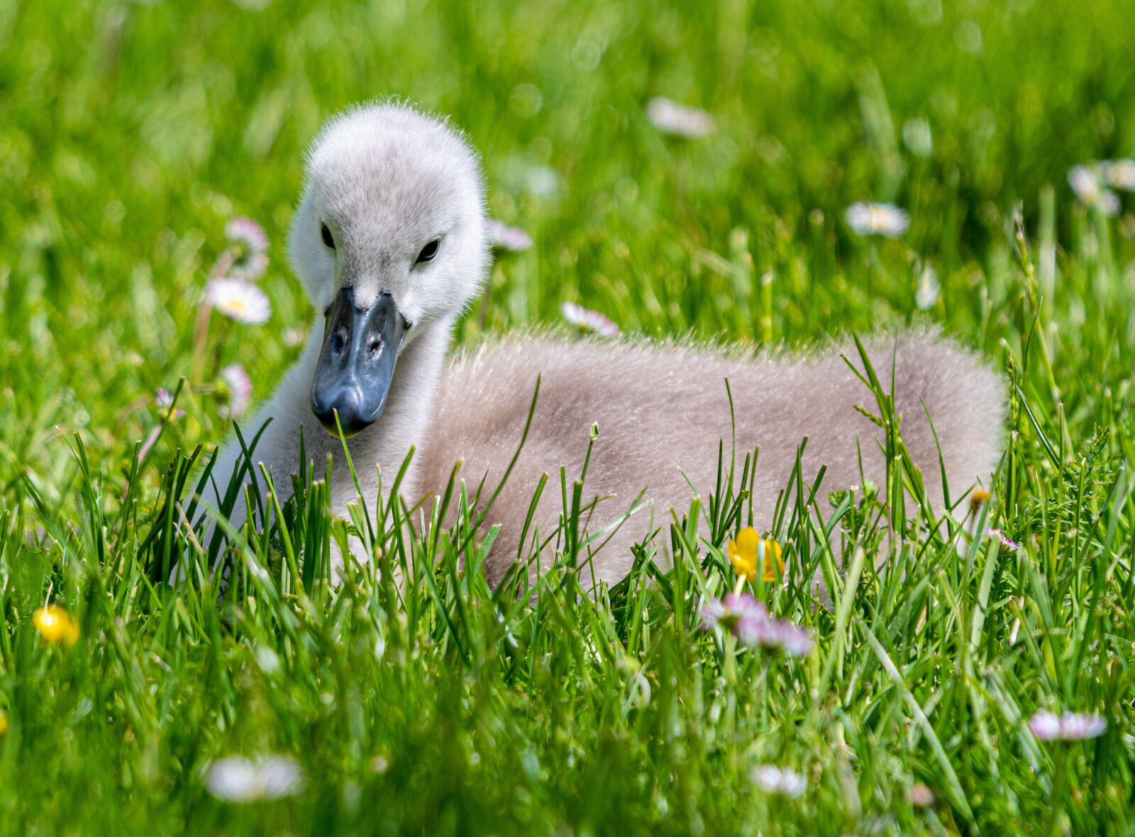 Nikon D7500 sample photo. Swan, chicks, sweet photography