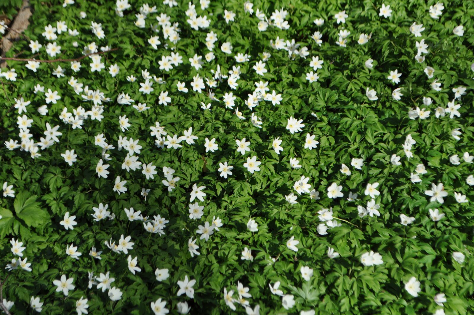 Nikon D5000 sample photo. Sustainability, sunshine, spring photography