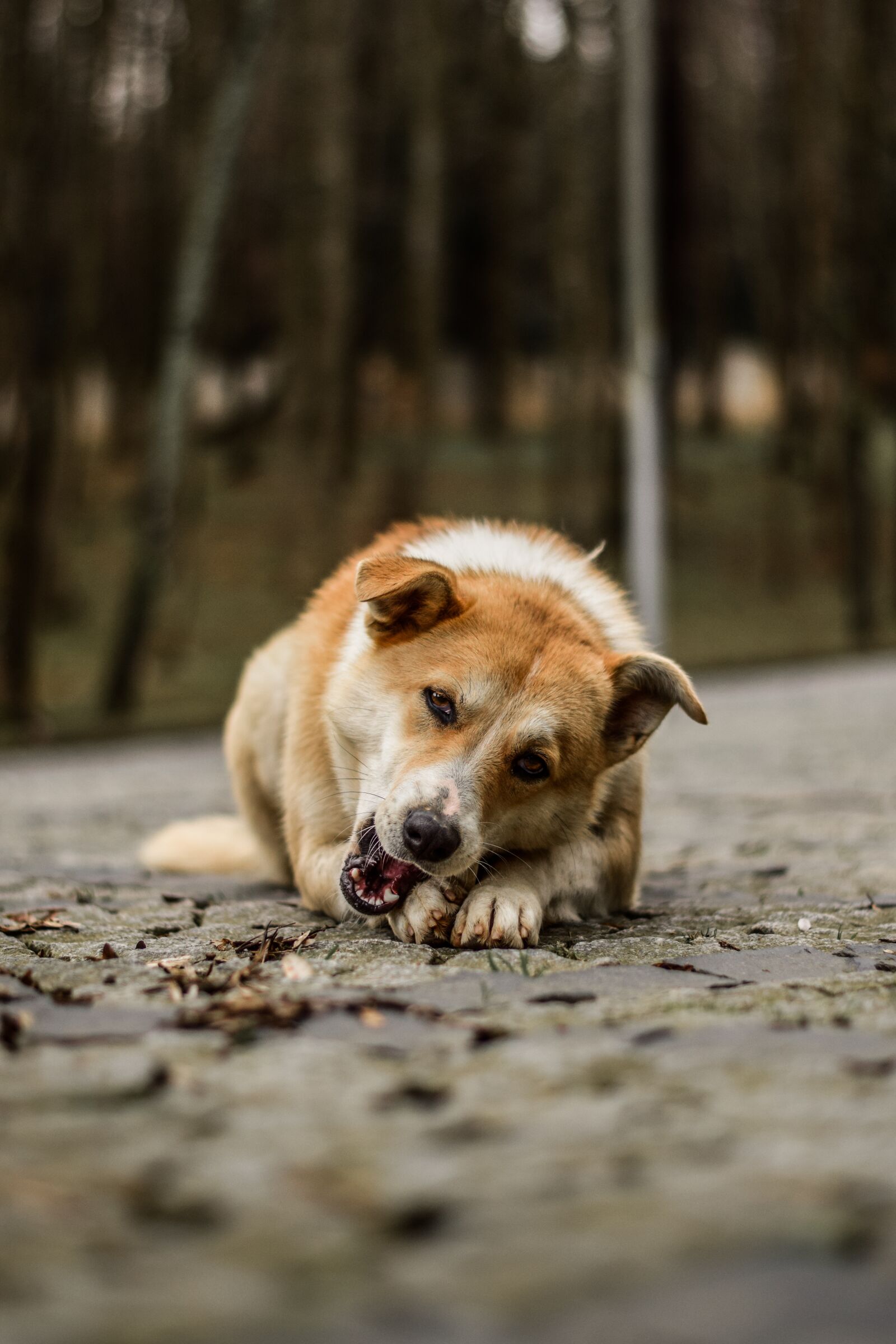 Nikon D5300 sample photo. Animal, dog, nature photography