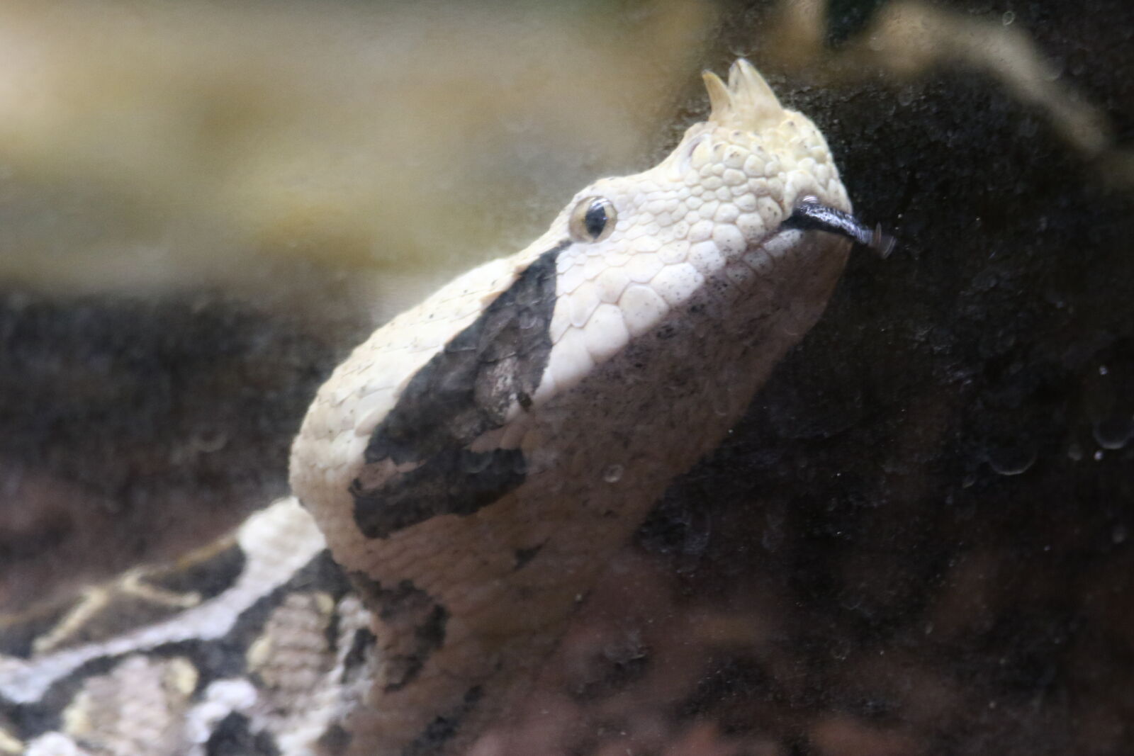 Canon EOS 7D Mark II sample photo. Dangerous, eyes, head, horn photography