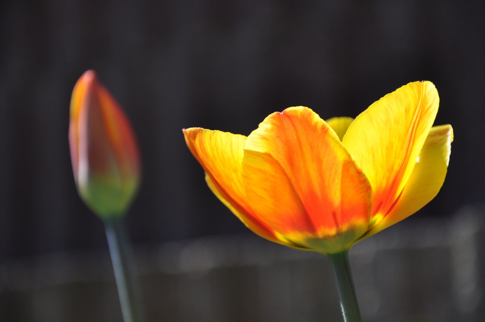 Nikon D90 sample photo. Tulip, blossom, bloom photography