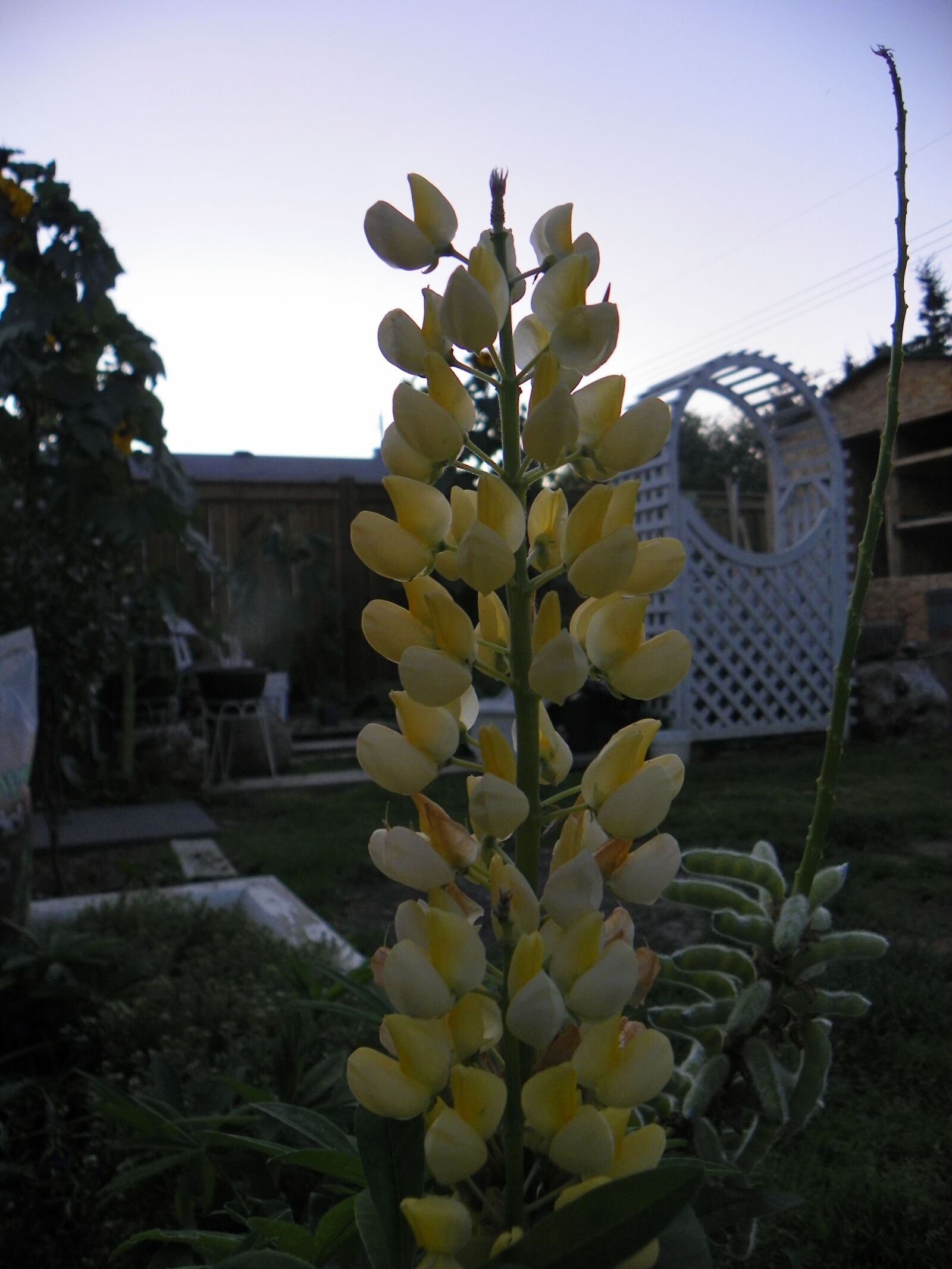 Kodak EasyShare Z981 sample photo