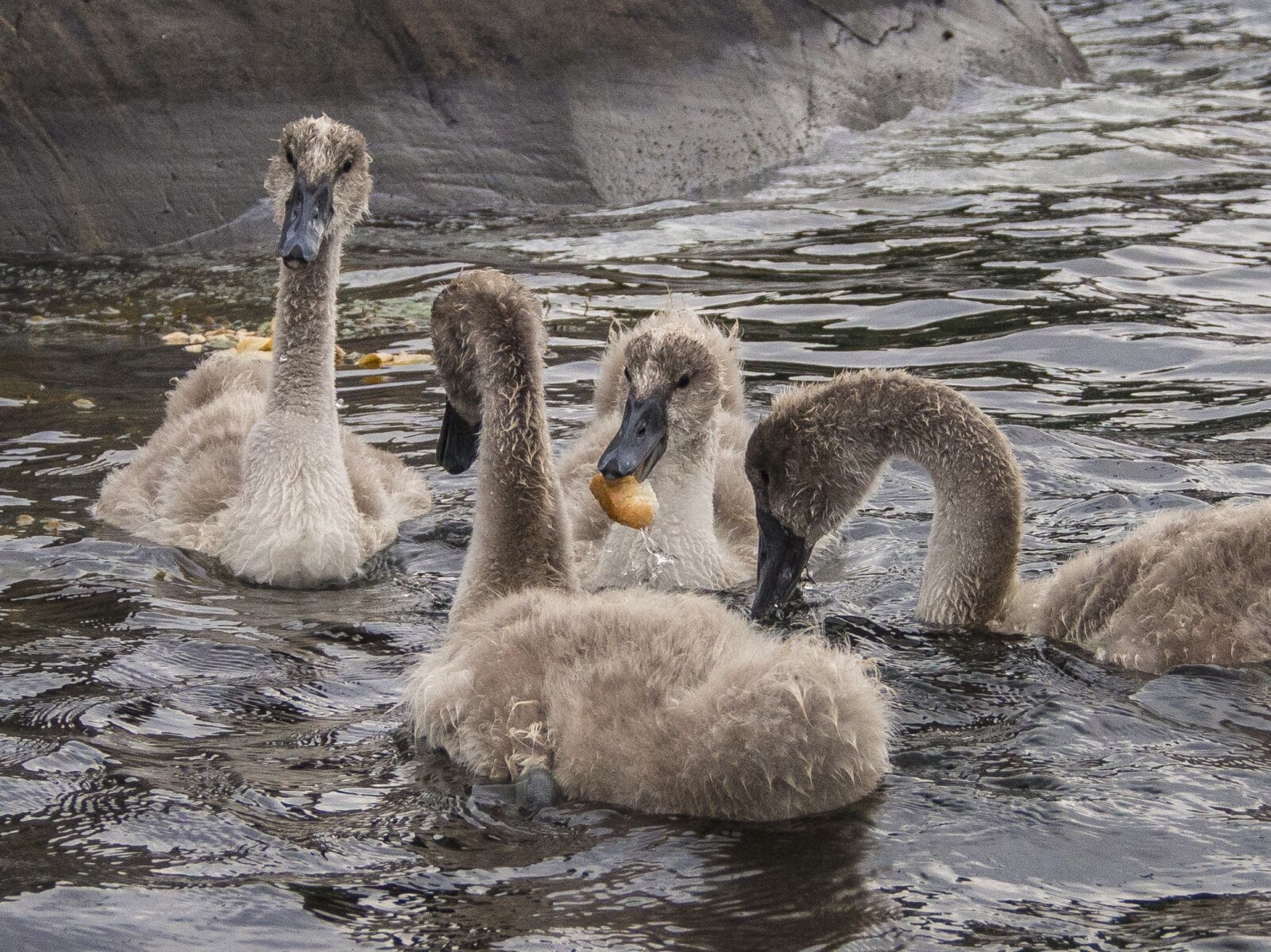 Olympus OM-D E-M5 sample photo. Swan, bird, svaneunge photography