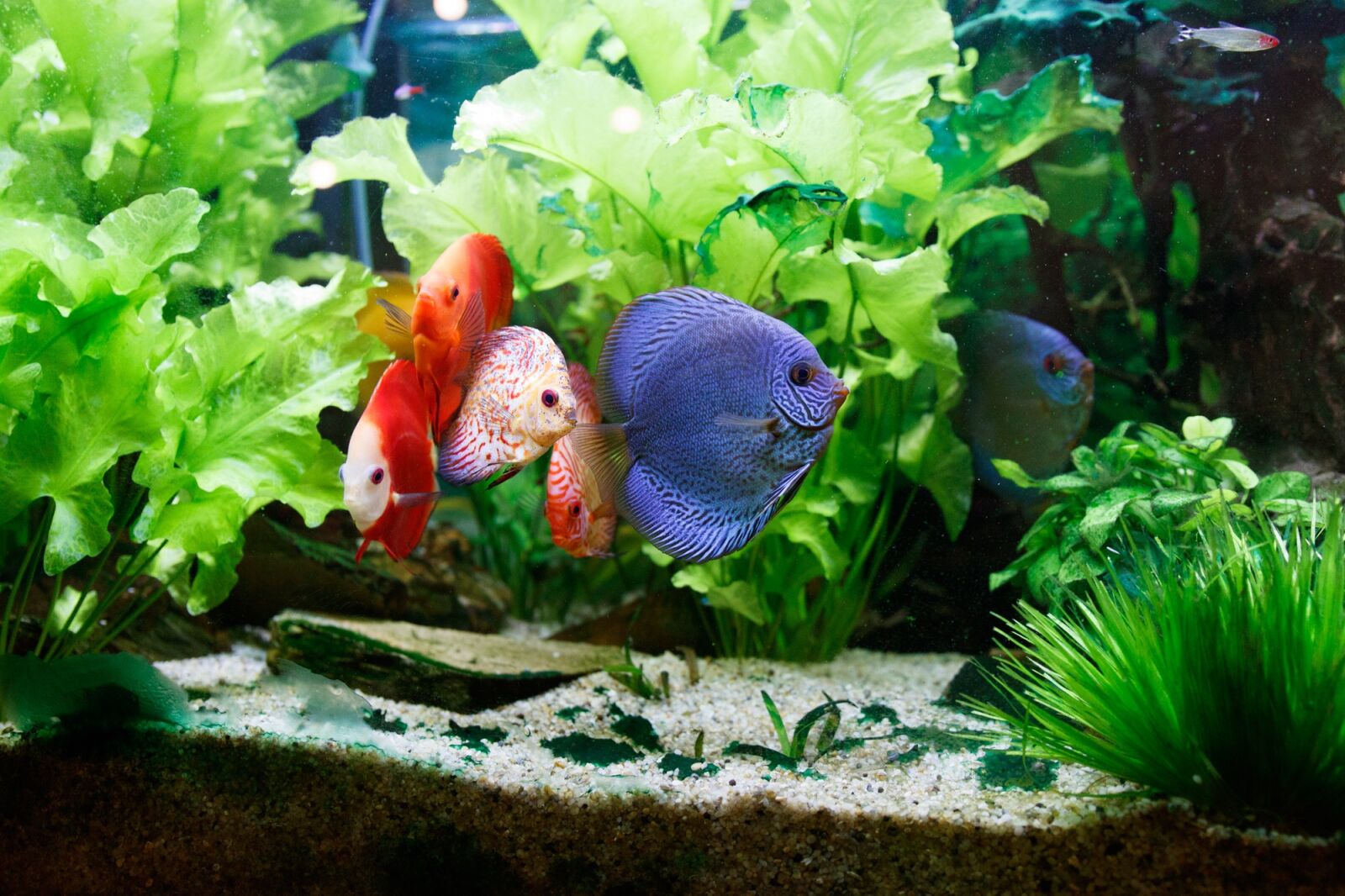 Canon EOS 750D (EOS Rebel T6i / EOS Kiss X8i) sample photo. Fish, tank, aquarium photography