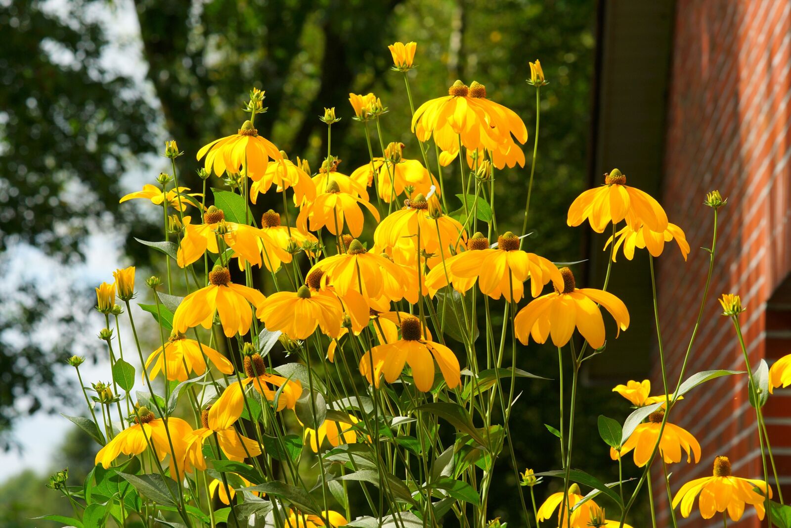 Sony a99 II sample photo. Flowers, summer, cone flowers photography