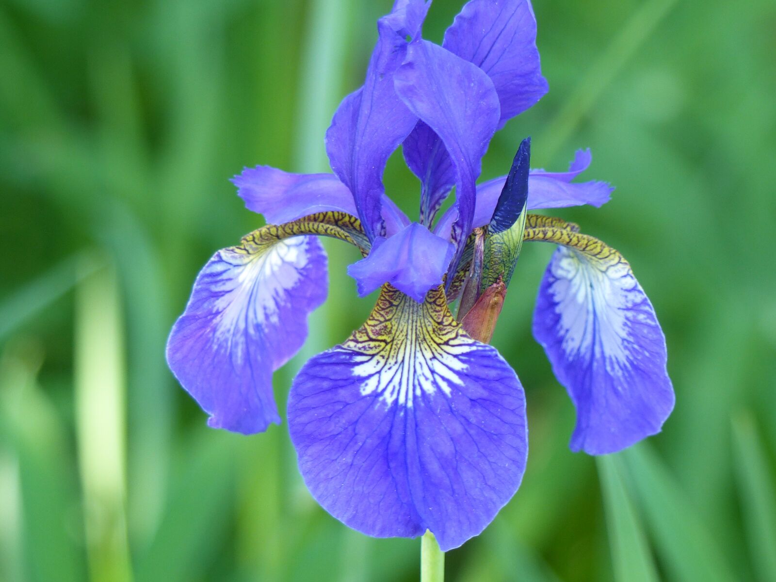 Panasonic Lumix DMC-FZ200 sample photo. Iris, leaf, flower photography