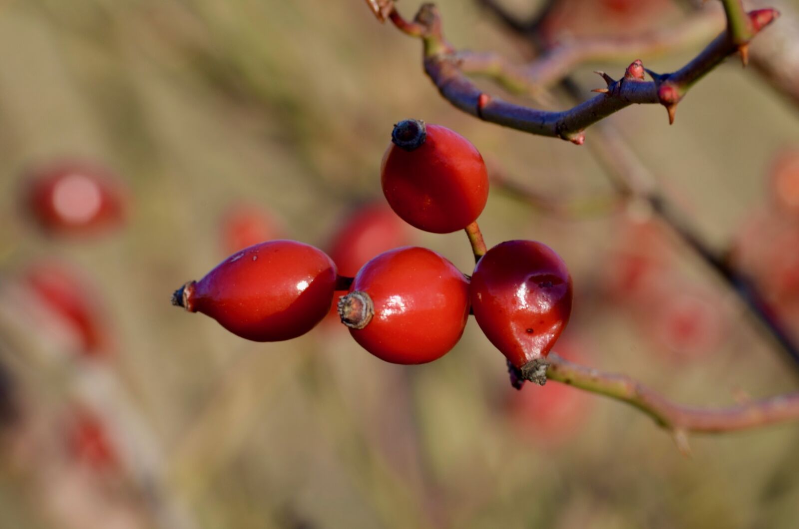 Nikon D5100 sample photo. Rose hip, fruit, nature photography
