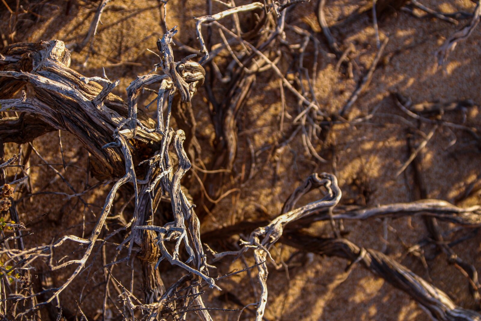 Canon EOS 650D (EOS Rebel T4i / EOS Kiss X6i) sample photo. Root, dry, branches photography