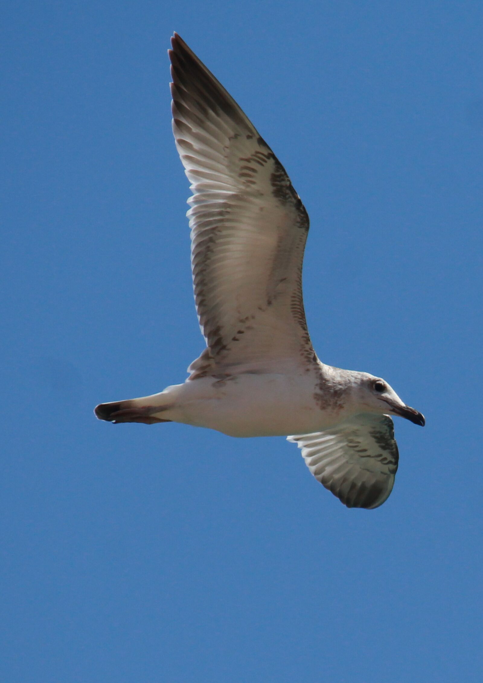 Canon EOS 1200D (EOS Rebel T5 / EOS Kiss X70 / EOS Hi) sample photo. Seagull, bird, flight photography