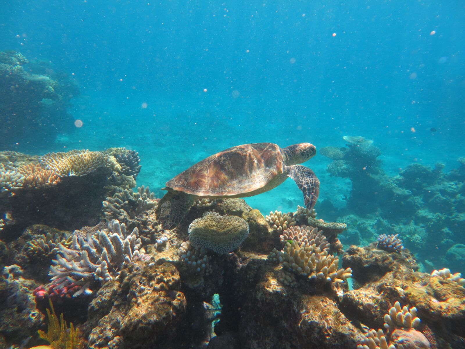 Canon PowerShot SX280 HS sample photo. Australia, reef, coral photography