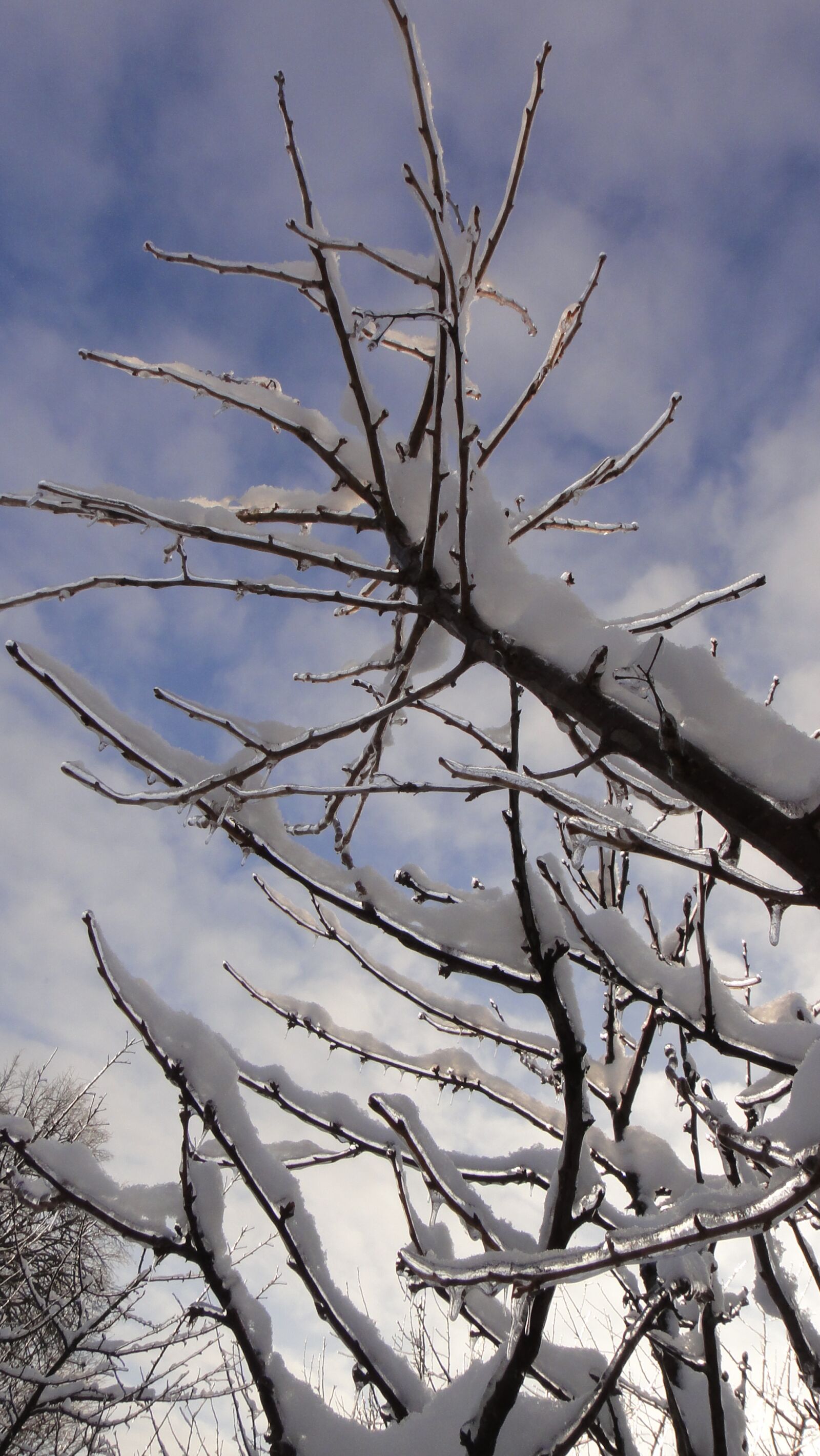 Sony DSC-TX7 sample photo. Tree, winter, snow photography