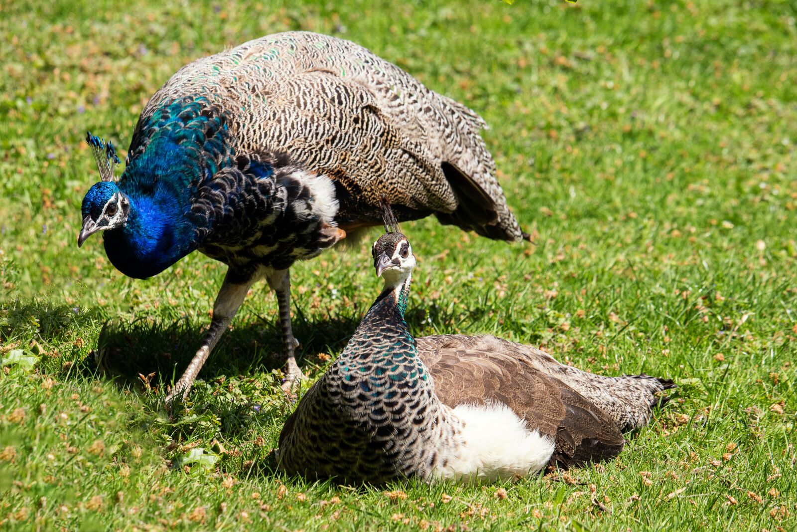 Canon EF-S 55-250mm F4-5.6 IS STM sample photo. Peacock, a pair of photography