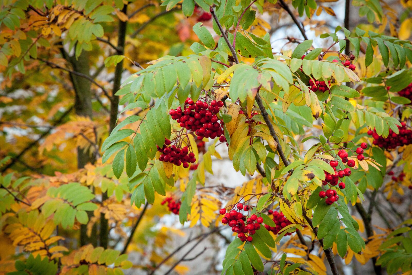 Canon EOS 5D Mark II sample photo. Rowanberry, fall, autumn photography