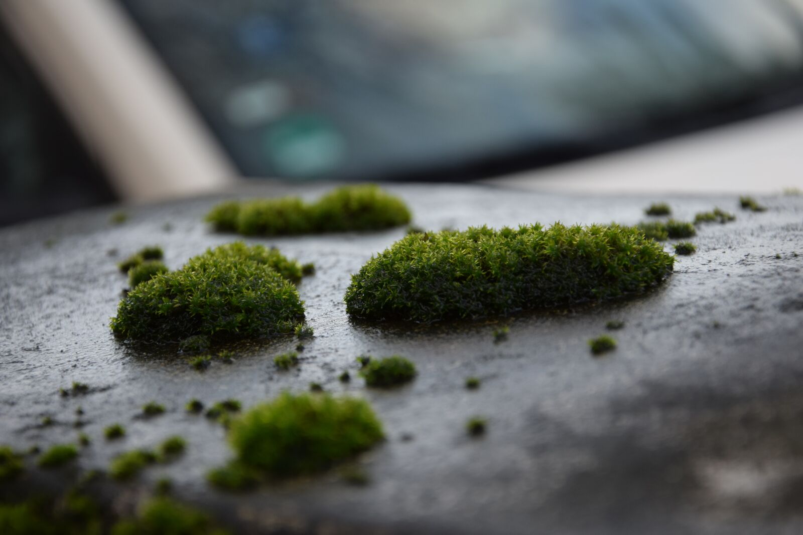 Nikon D3300 sample photo. Moss, plant, wet photography