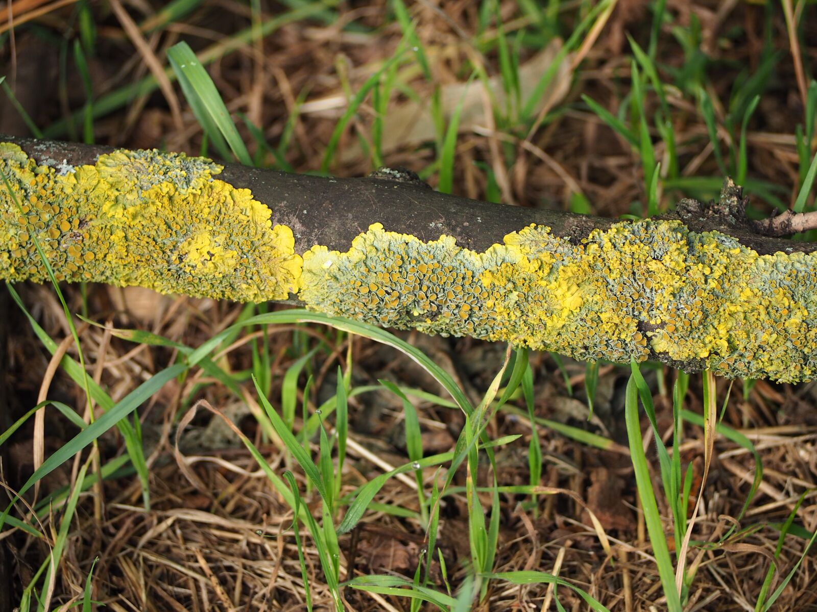 Olympus OM-D E-M10 sample photo. Moss, branch, forest photography