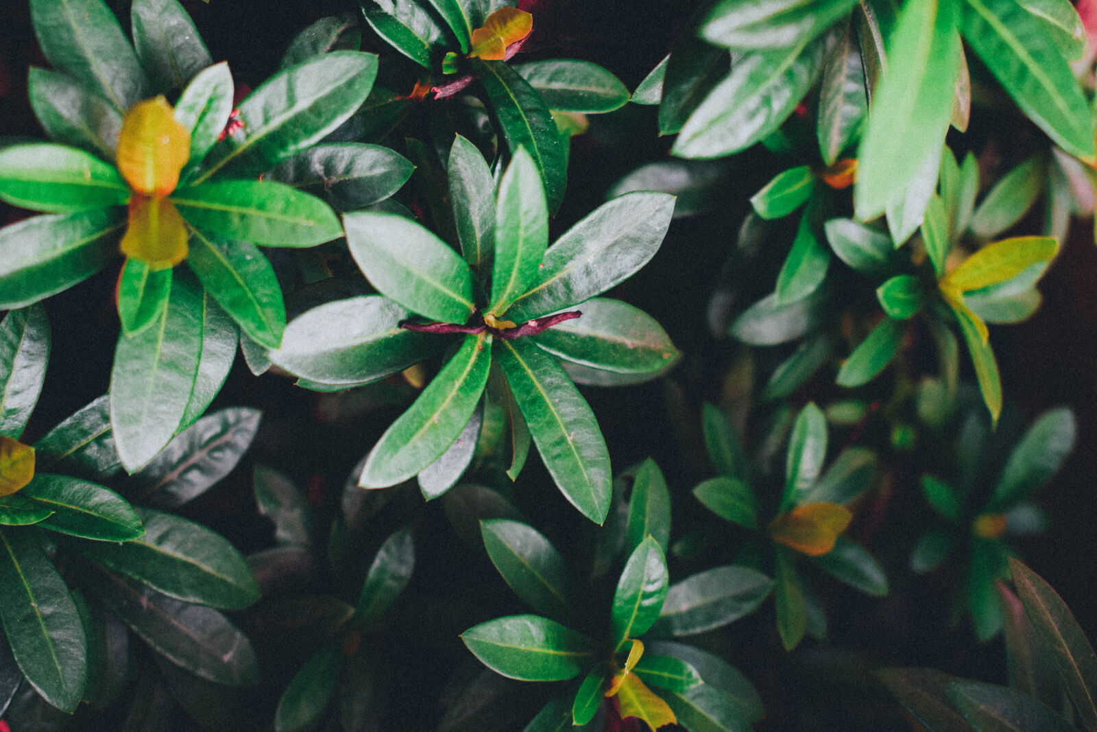 Nikon D5300 sample photo. Dark, green, leaves, nature photography
