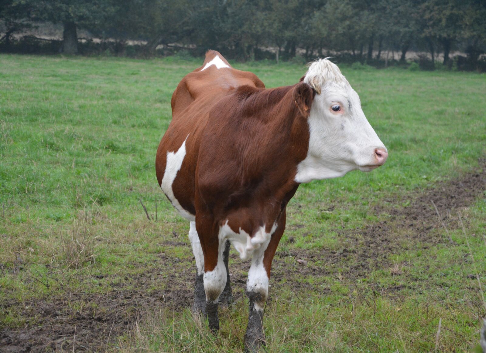 Nikon D5200 sample photo. Cow, cowhide, heifer photography