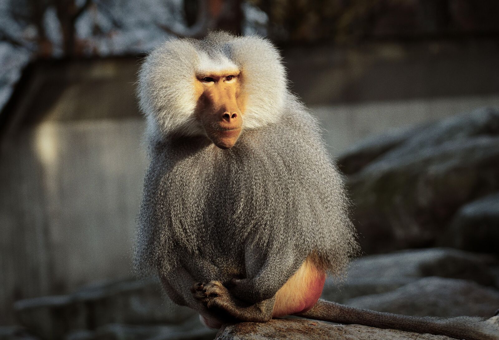 Nikon D7200 sample photo. Baboon, monkey, zoo photography