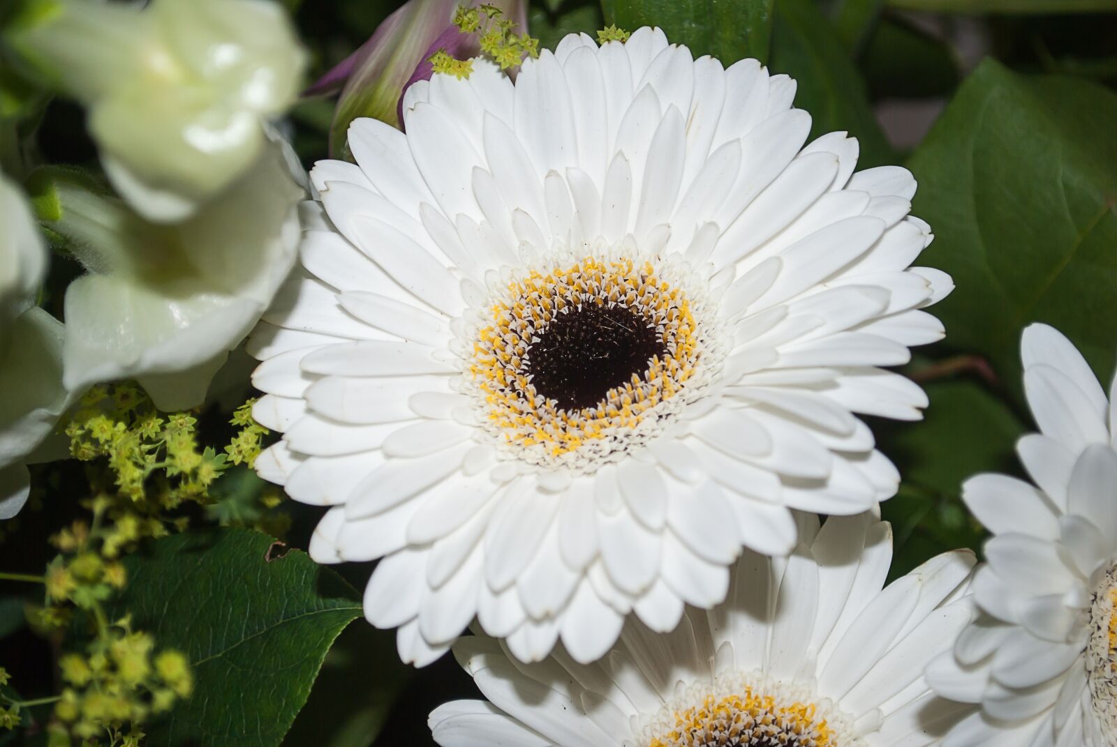 Nikon D3000 sample photo. Gerbera, flower, white photography