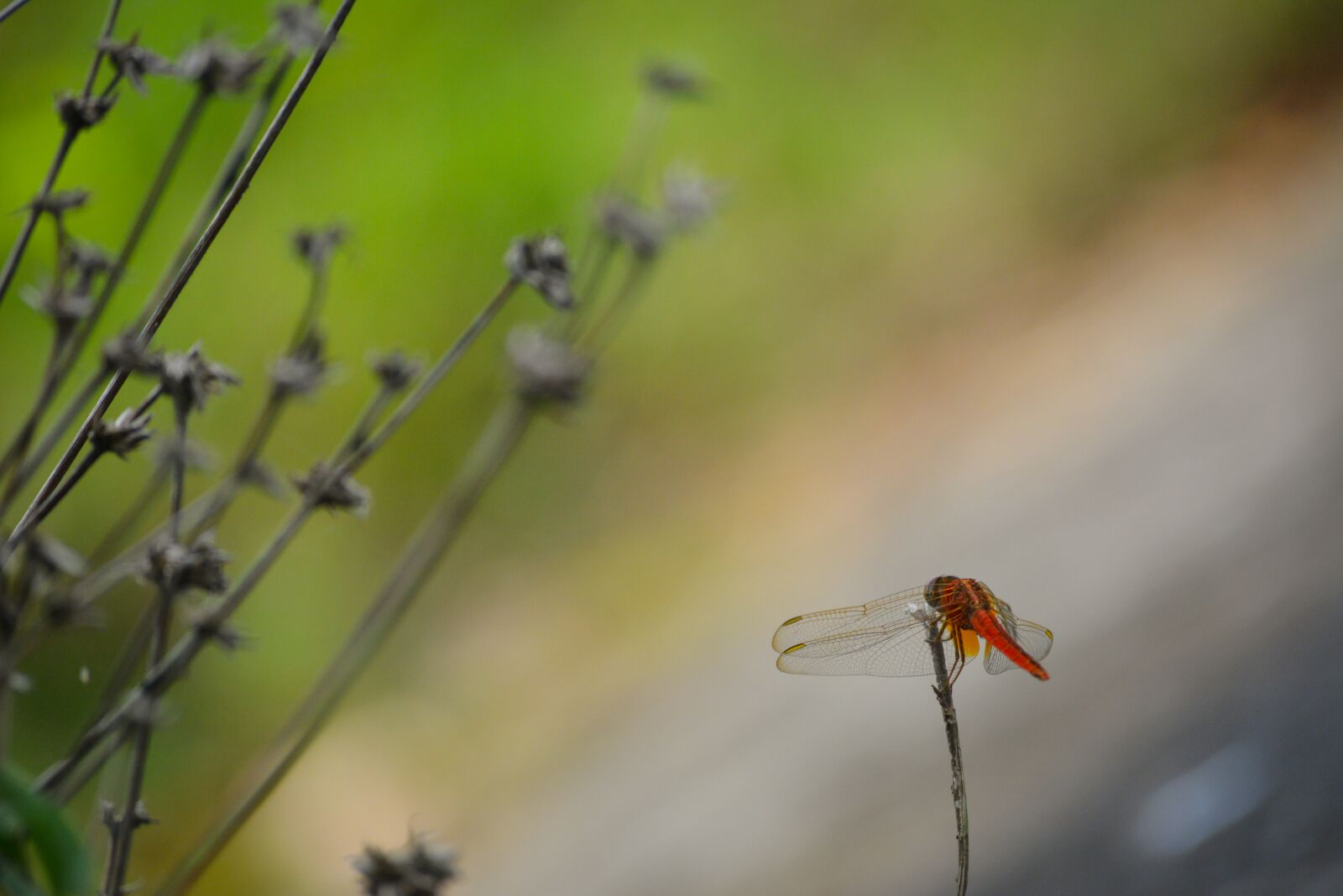 Nikon D7100 sample photo. Bird, nature, beautiful photography