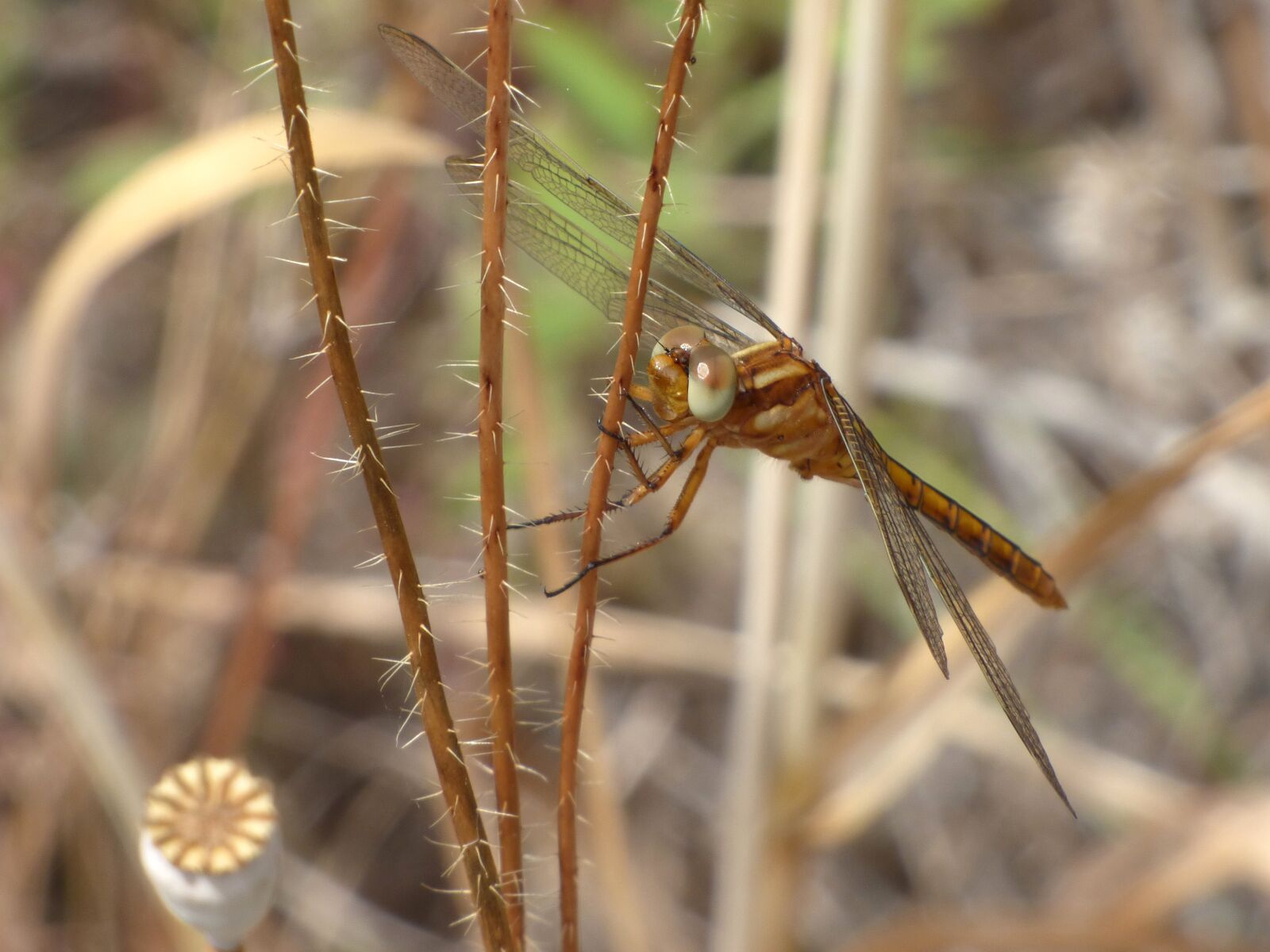 Panasonic Lumix DMC-FZ70 sample photo. Dragonfly, winged insect, yellow photography