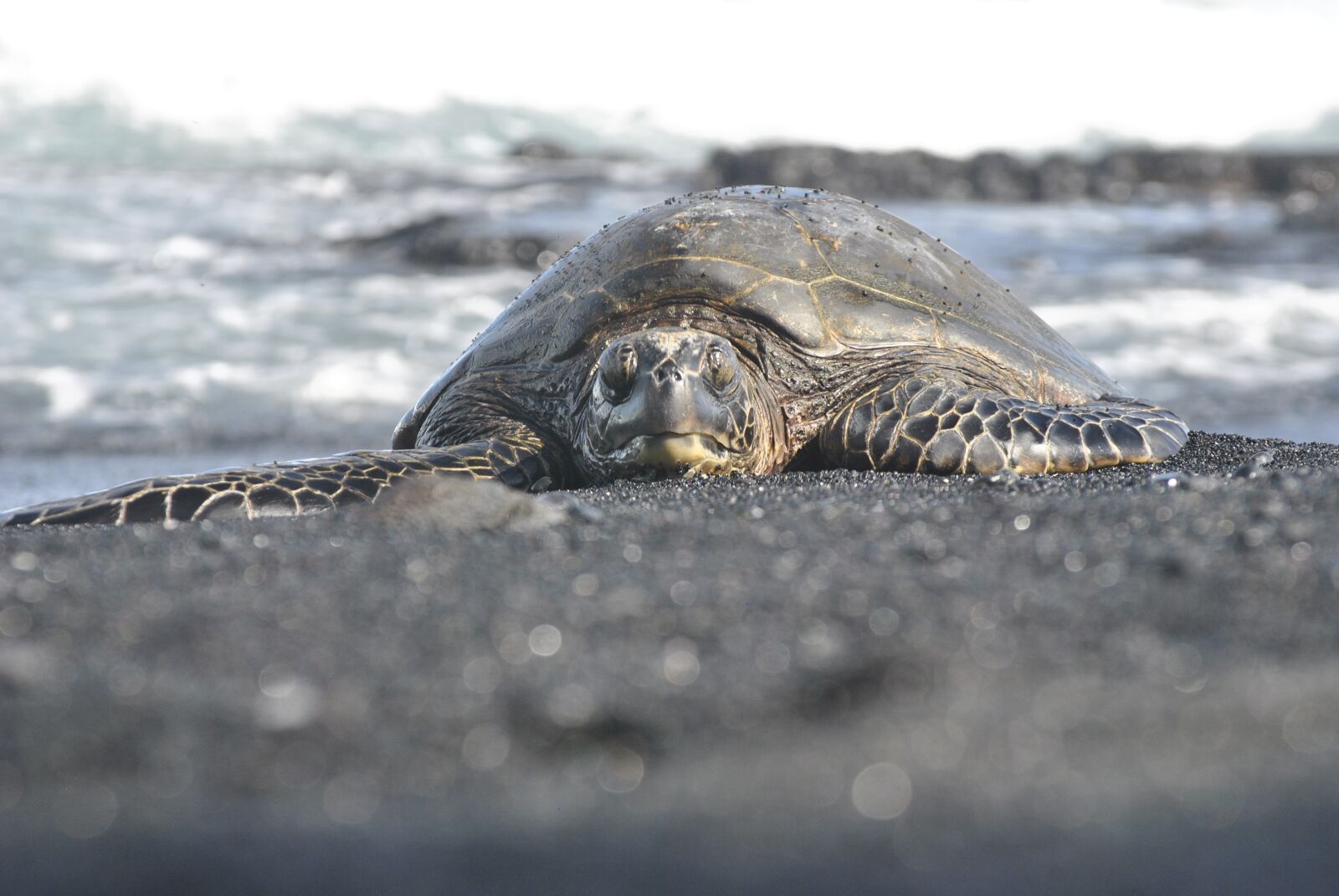 Nikon D3000 sample photo. Sea turtle, hawaii, black photography