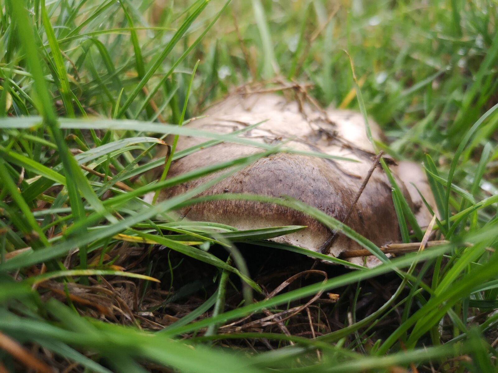 HUAWEI CLT-L29 sample photo. Mushroom, grass, autumn photography